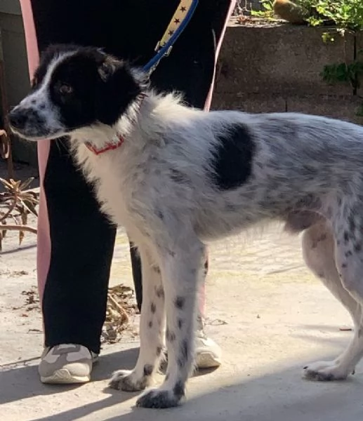 JACK solo 1 anno e 4 mesi | Foto 2