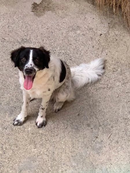 JACK solo 1 anno e 4 mesi | Foto 0