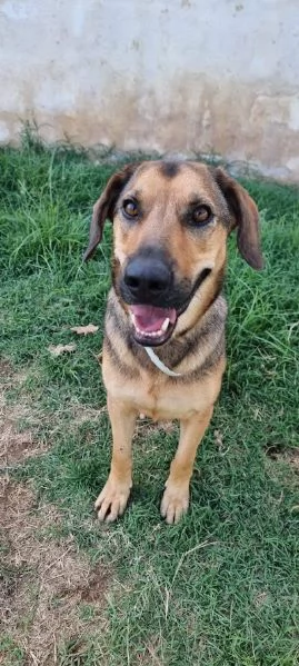 ARCHIMEDE 3 anni simil segugio pieno di amore | Foto 1