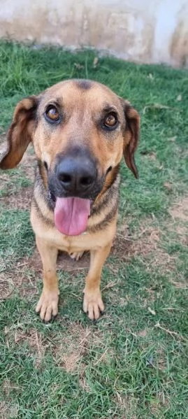 ARCHIMEDE 3 anni simil segugio pieno di amore | Foto 0