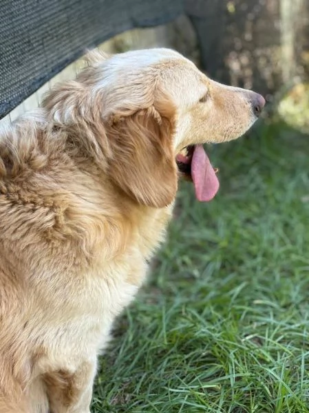 DOLCISSIMO OSCAR  | Foto 4