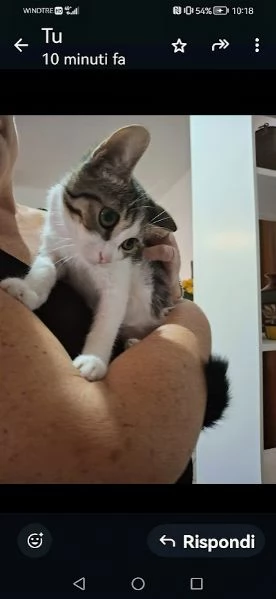 PICCOLO MICETTO DI APPENA 5 MESI, DOLCE E BUONO | Foto 6