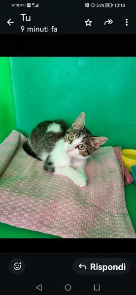 PICCOLO MICETTO DI APPENA 5 MESI, DOLCE E BUONO | Foto 5