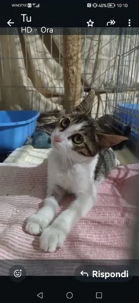 PICCOLO MICETTO DI APPENA 5 MESI, DOLCE E BUONO | Foto 4