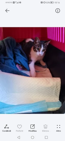 PICCOLO MICETTO DI APPENA 5 MESI, DOLCE E BUONO | Foto 3