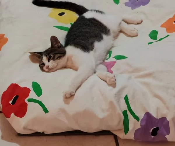 PICCOLO MICETTO DI APPENA 5 MESI, DOLCE E BUONO