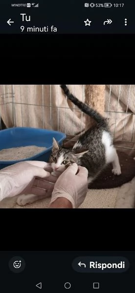 PICCOLO MICETTO DI APPENA 5 MESI, DOLCE E BUONO | Foto 1