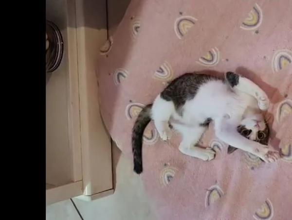 PICCOLO MICETTO DI APPENA 5 MESI, DOLCE E BUONO | Foto 0