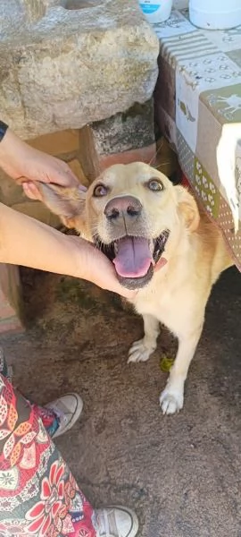 DIEGO 2 ANNI, SOCIEVOLE CAGNOLINO, SIMIL LABRADOR