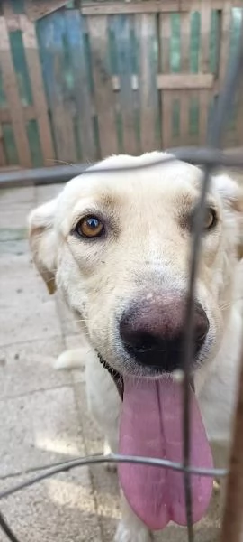 DIEGO 2 ANNI, SOCIEVOLE CAGNOLINO, SIMIL LABRADOR | Foto 5