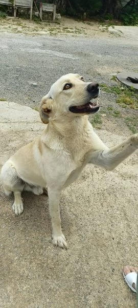 DIEGO 2 ANNI, SOCIEVOLE CAGNOLINO, SIMIL LABRADOR | Foto 3