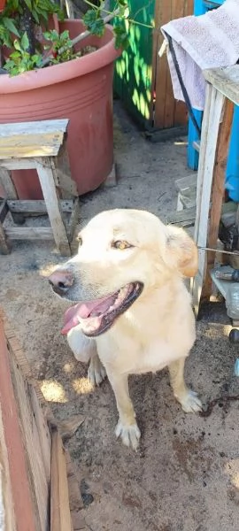 DIEGO 2 ANNI, SOCIEVOLE CAGNOLINO, SIMIL LABRADOR | Foto 1