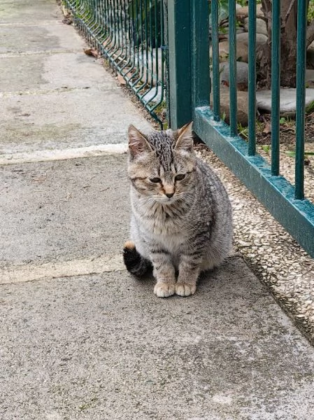 DOLCE PALLINA, micetta 3 mesi  | Foto 6