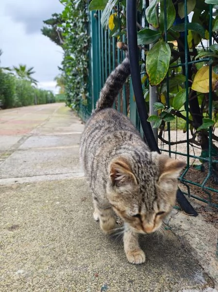 DOLCE PALLINA, micetta 3 mesi  | Foto 5
