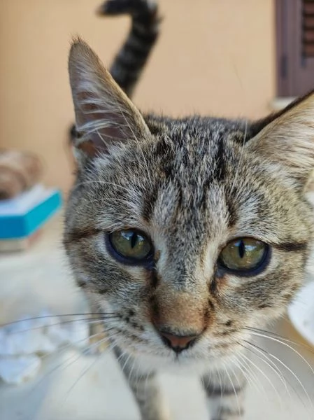 DOLCE PALLINA, micetta 3 mesi  | Foto 4