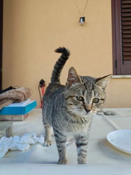 DOLCE PALLINA, micetta 3 mesi  | Foto 3