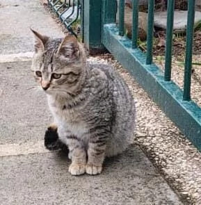 DOLCE PALLINA, micetta 3 mesi  | Foto 2