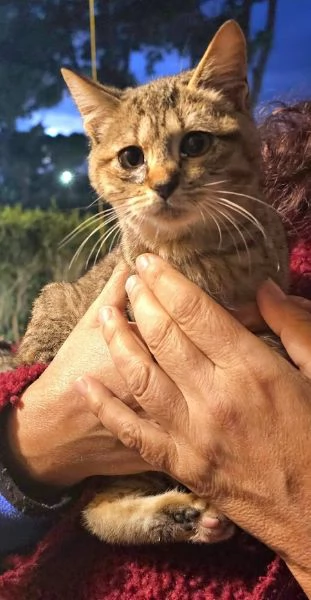 DOLCE PALLINA, micetta 3 mesi  | Foto 1