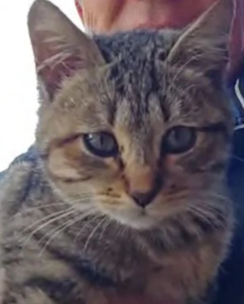 DOLCE PALLINA, micetta 3 mesi 