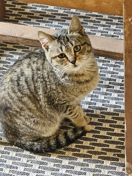 DOLCE PALLINA, micetta 3 mesi  | Foto 0