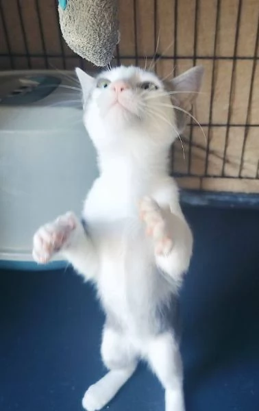 PICCOLO MICINO 3/4 MESI | Foto 5