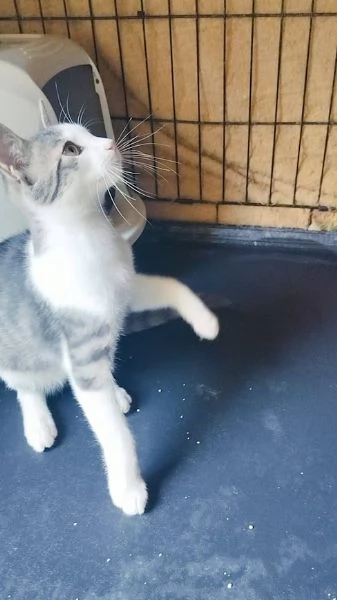 PICCOLO MICINO 3/4 MESI | Foto 4