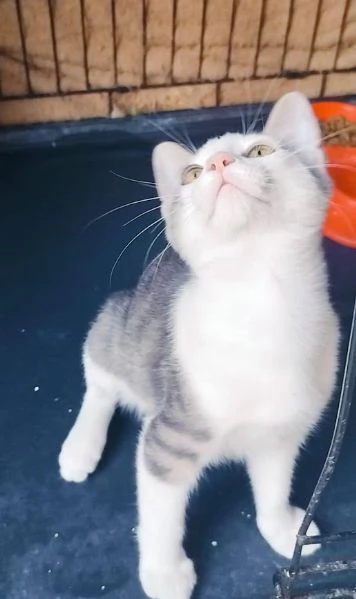 PICCOLO MICINO 3/4 MESI | Foto 3