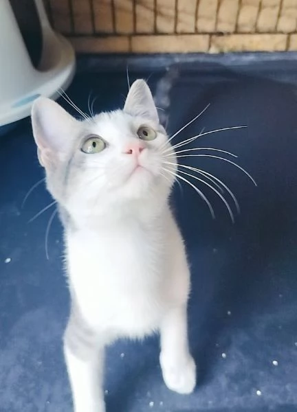 PICCOLO MICINO 3/4 MESI | Foto 2