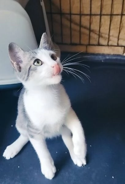 PICCOLO MICINO 3/4 MESI | Foto 1