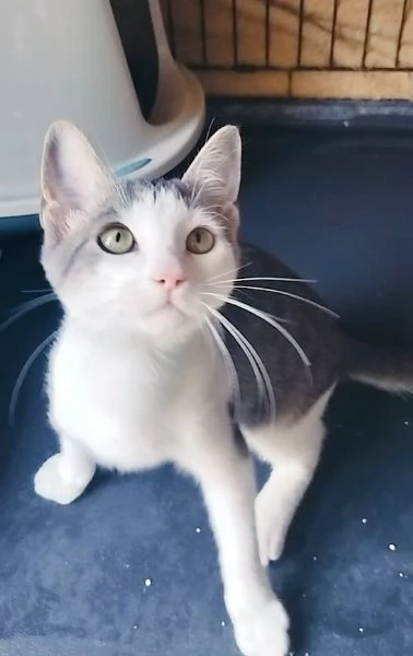 PICCOLO MICINO 3/4 MESI