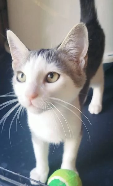 PICCOLO MICINO 3/4 MESI | Foto 0