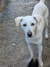 DOLCE BLANCO CAGNOLINO TAGLIA MEDIA CONTENUTA 4 ANNI  | Foto 5