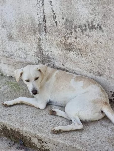 DOLCE BLANCO CAGNOLINO TAGLIA MEDIA CONTENUTA 4 ANNI  | Foto 1