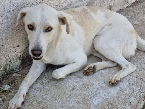 DOLCE BLANCO CAGNOLINO TAGLIA MEDIA CONTENUTA 4 ANNI  | Foto 0