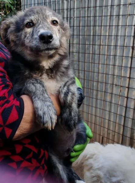 DOLCE CUCCIOLO GREY | Foto 6