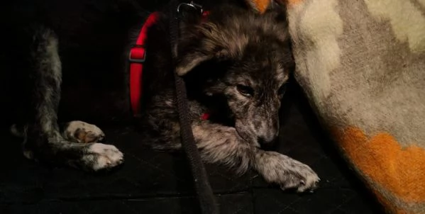 DOLCE CUCCIOLO GREY | Foto 5