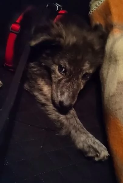 DOLCE CUCCIOLO GREY | Foto 4