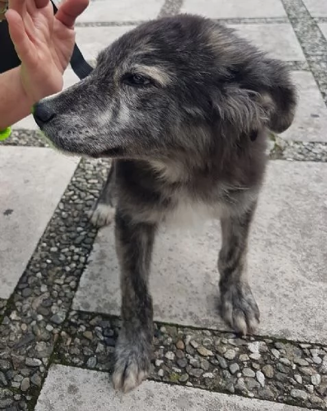 DOLCE CUCCIOLO GREY | Foto 3