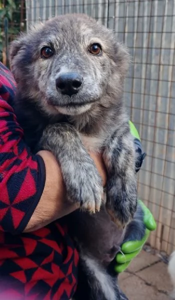 DOLCE CUCCIOLO GREY | Foto 2