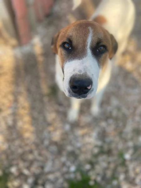 BUBI CUCCIOLO DI 6/7 MESI TAGLIA MEDIA CONTENUTA | Foto 3