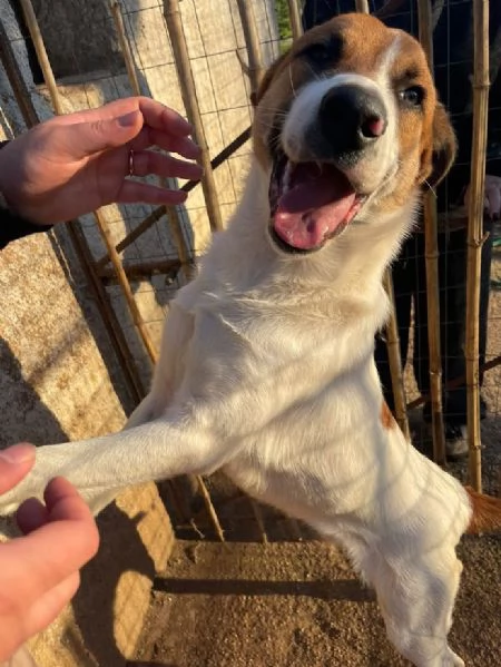 BUBI CUCCIOLO DI 6/7 MESI TAGLIA MEDIA CONTENUTA | Foto 2