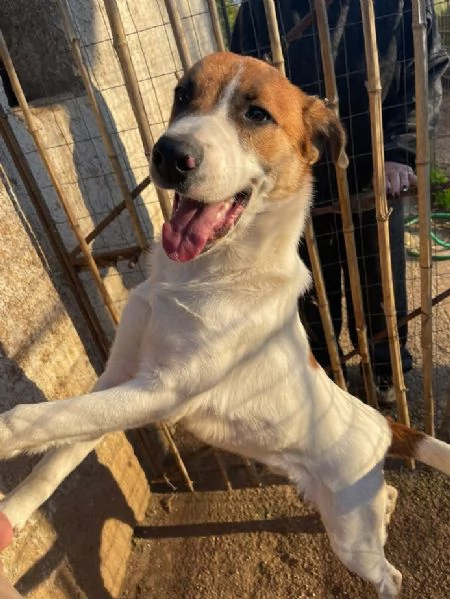 BUBI CUCCIOLO DI 6/7 MESI TAGLIA MEDIA CONTENUTA | Foto 1