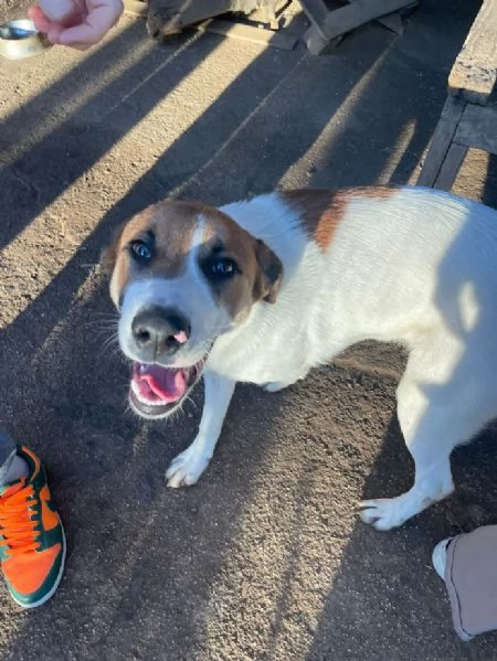 BUBI CUCCIOLO DI 6/7 MESI TAGLIA MEDIA CONTENUTA