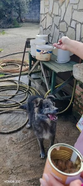 10 mesi, taglia media 15 chili, una dolce nuvoletta di pelo | Foto 5