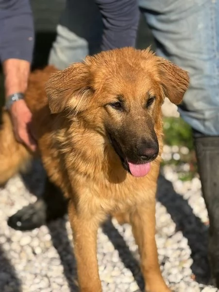 NINA, 10 mesi bellissima, dolce e buonissima | Foto 6