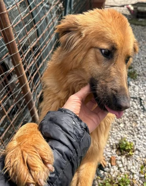 NINA, 10 mesi bellissima, dolce e buonissima | Foto 5
