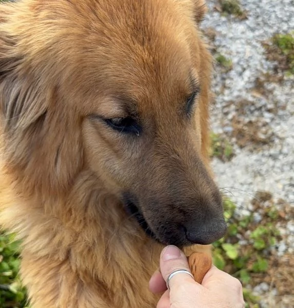 NINA, 10 mesi bellissima, dolce e buonissima | Foto 4