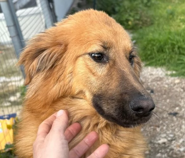 NINA, 10 mesi bellissima, dolce e buonissima | Foto 2