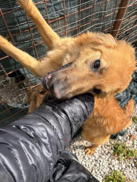 NINA, 10 mesi bellissima, dolce e buonissima | Foto 1