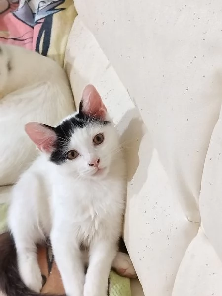 Regalo gattino maschio